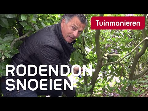 Rododendron snoeien: hoe doe je dat? | Tuinmanieren