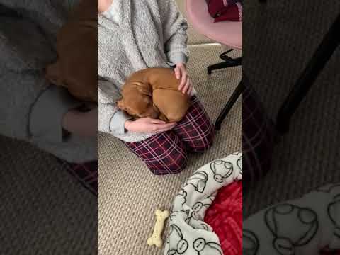 Puppy refuses to sleep in its own bed