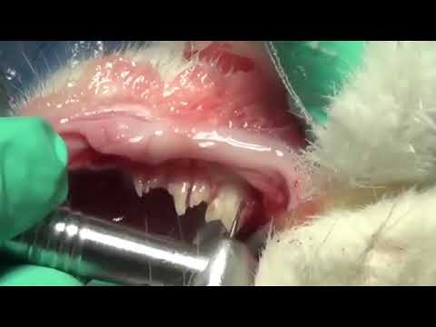 Mandibular Quadrant Extraction in a cat with Stomatitis