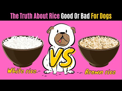 The TRUTH about RICE Good or BAD For Dogs?🤔