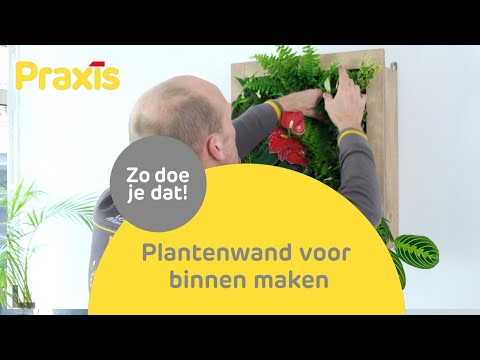 Plantenwand voor binnen maken | Praxis