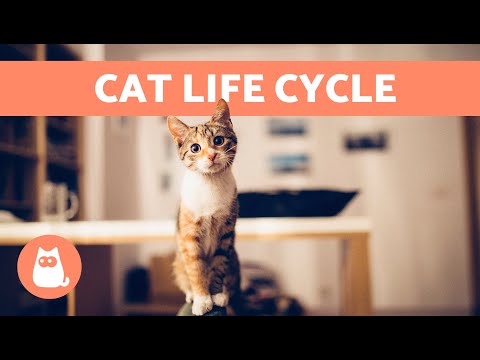 How OLD Is My CAT in Human Years? 🐱 | LIFE CYCLE of a CAT 🗓️