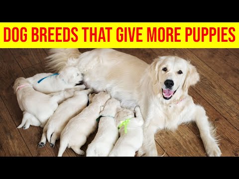 Top 10 Scientific Proven  Dog Breeds That Give More Puppies