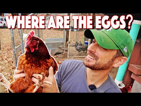 Chickens Not Laying Eggs For Months! The Causes
