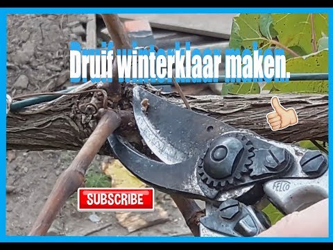 Druif snoeien voor de winter. (druif winterklaar maken)