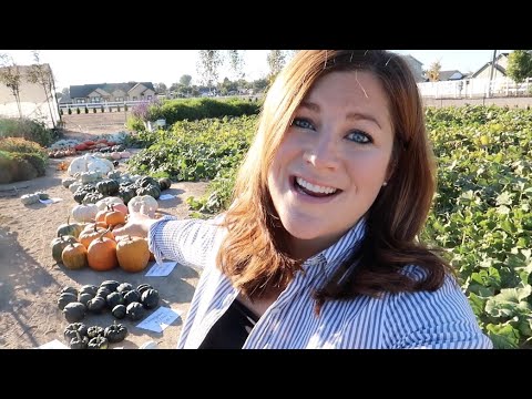 Pumpkin & Squash Harvest (& How To Tell When They’re Ready to Pick)!!! 🎃🙌🧡 // Garden Answer