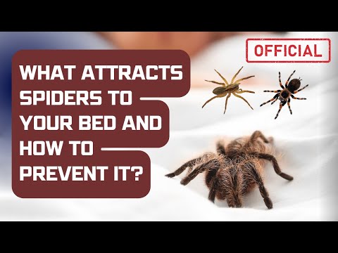 What attracts spiders to your bed and how to prevent it?
