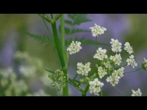 Amsterdamse Bos 230419 (Witte Bloemen)