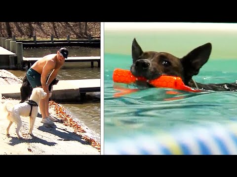 Dogs Do Not Innately Know How to Swim