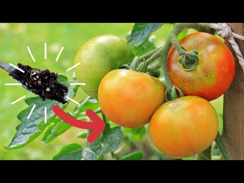 Homemade Fertilizer For Tomato Plants - Natural Organic Fertilizer.