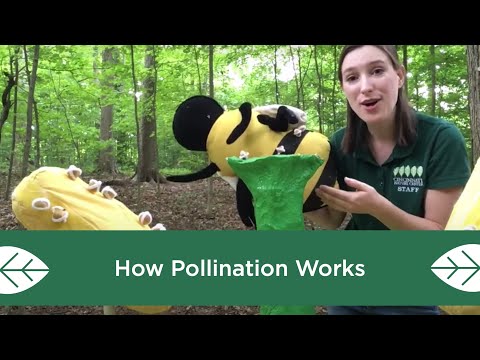 How Pollination Works