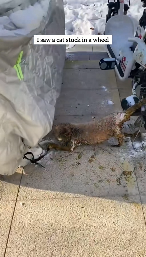 Thanks for rescuing the cat family but what happened to them before