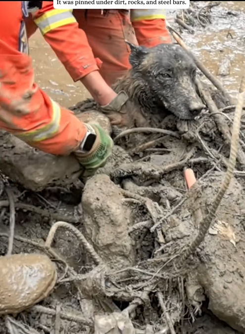 After the floods this dog survived hours buried in mud rescuers