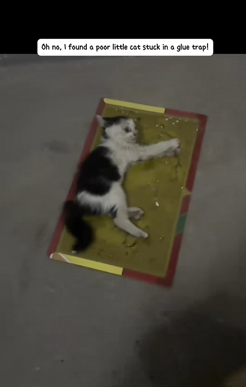 I saved A puppy that fell into the gutter and now it’s growing up