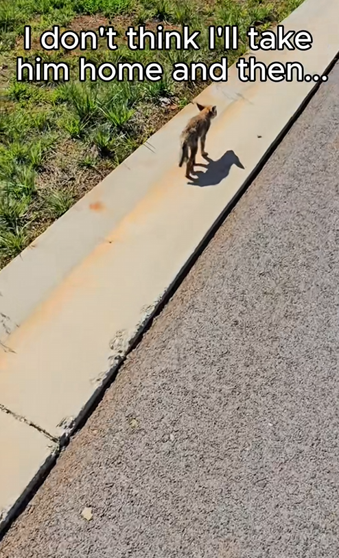 Can you believe it The bobcat saved found its way back to my house