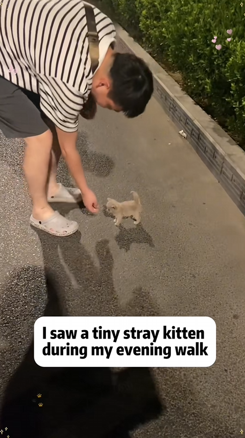 Man adopted baby raccoon lost its mother animal