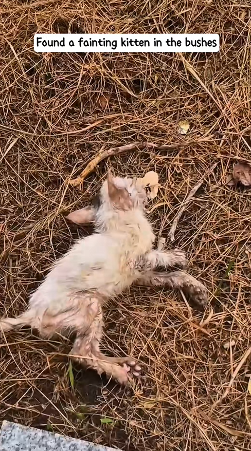 Abandoned, bleeding, and frozen – we had seconds to save it