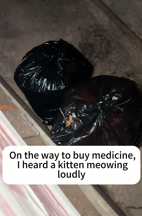 What we saw under that dumpster broke our hearts