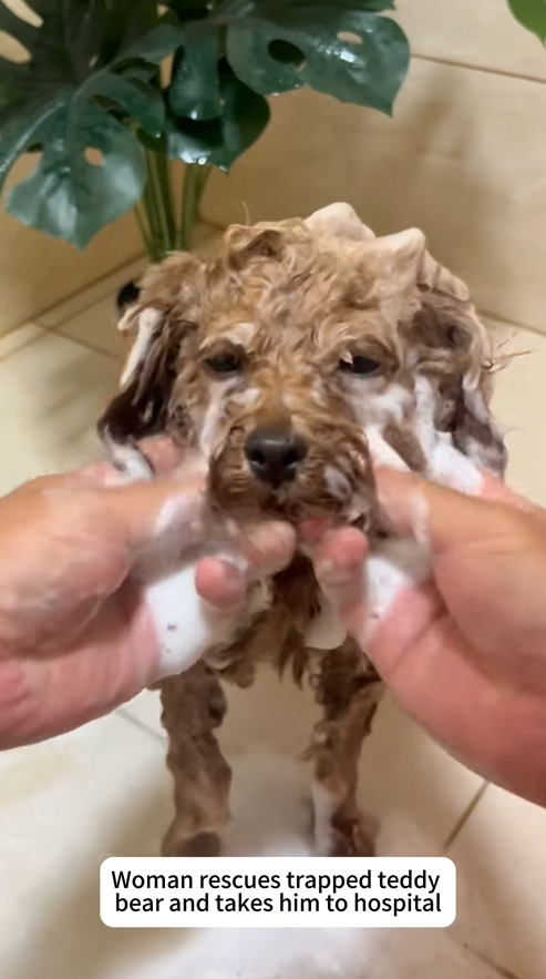Rescued trapped Teddy rescue help kind animal accompany dog teddy