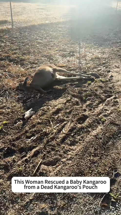 Injured opossum silent cry for help finally answered