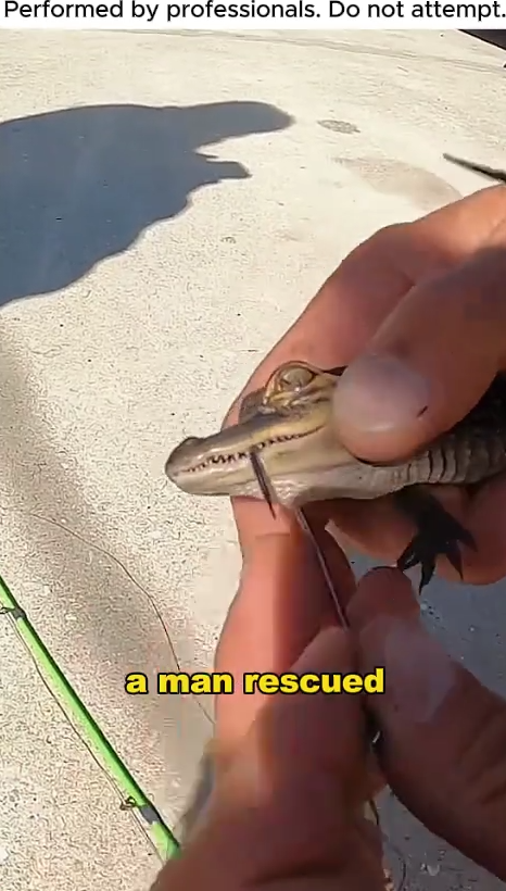 If you were in this situation would you rescue and adopt this crocodile